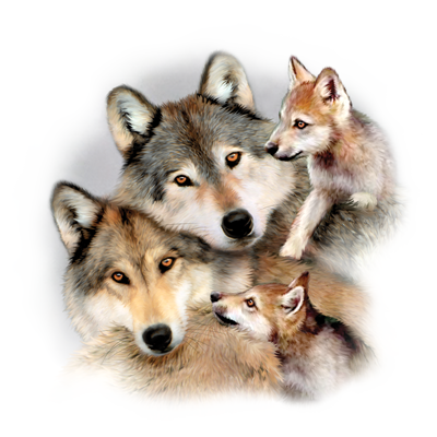 Wolf Harmony Youth