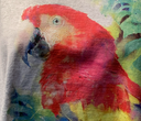 Macaw Adult Gray