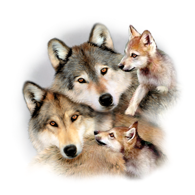 Wolf Harmony Toddler