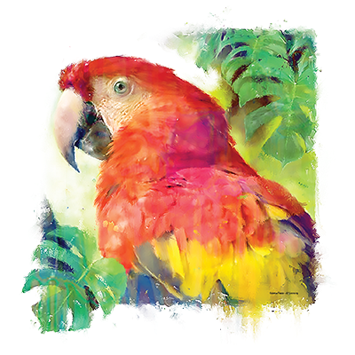 Macaw Adult Sky